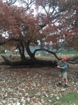 Fallen Tree F in 12-2015