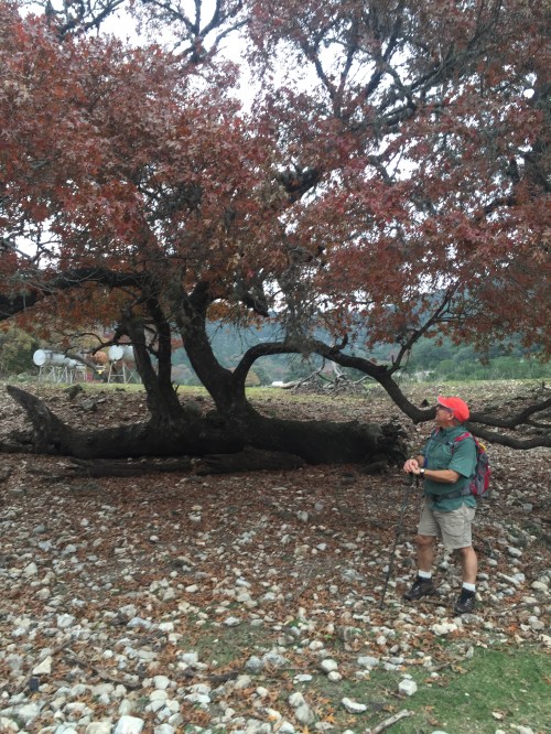 Fallen Tree F in 12-2015