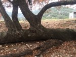Fallen Tree D in 12-2015