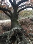 Fallen Tree B in&nbsp;12-2015