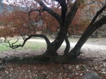 Fallen Tree A in 12-2015