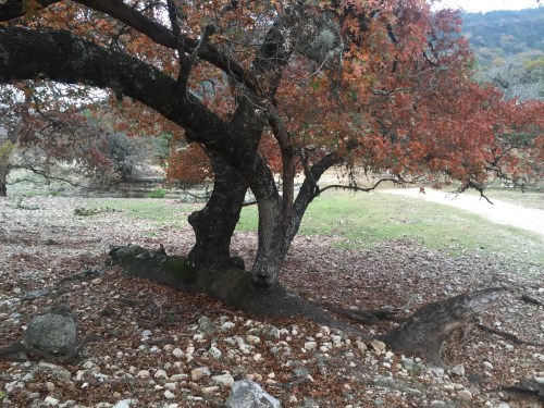 Fallen Tree E in 12-2015