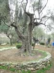 Olive Tree at Gethsemane