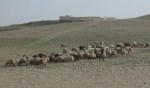 A flock of sheep at Tel Arad, Israel.