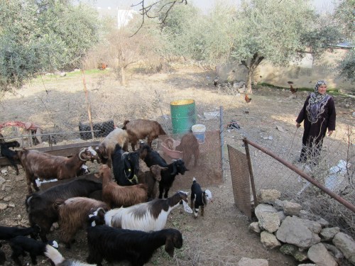 Two goats have become many to help a family in need.