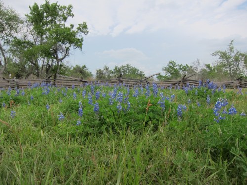 Bluebonnet