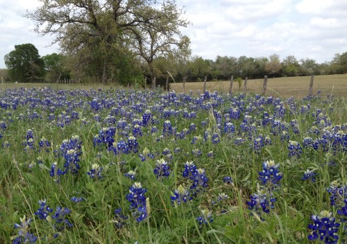 Bluebonnets