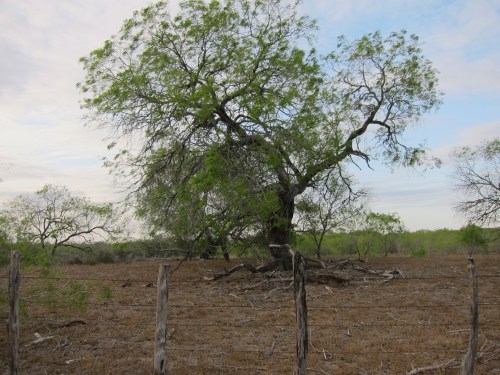 Old Mesquite Tree