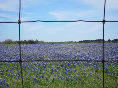 Bluebonnets Wire Fence