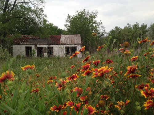 Firewheel Flowers and House