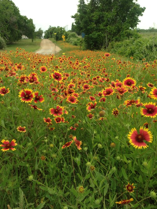 Firewheel Flowers