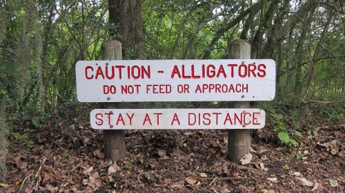 Alligators Sign copy