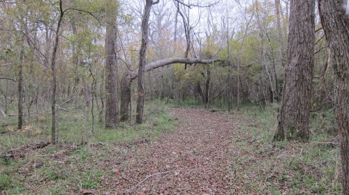 BB Creekwood Lake Tree