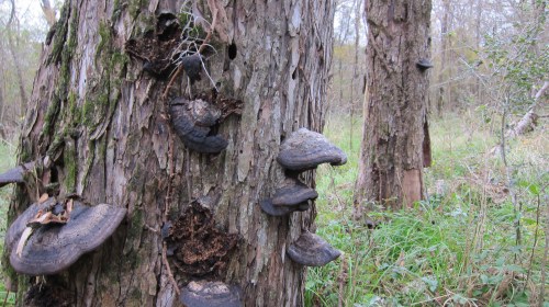 BB Creekwook Lake Trail