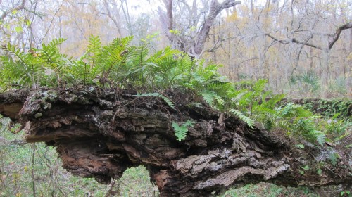 Ferns on Trunk