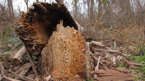 Termite Tree