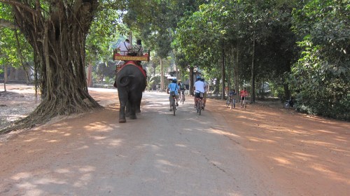 Bike Elephant