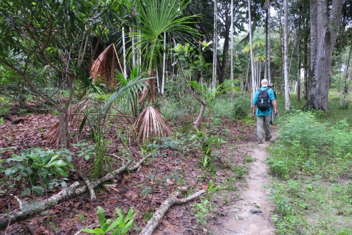 Amazon Jungle Trail