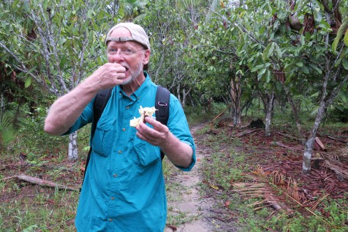 Jay Eating in Jungle