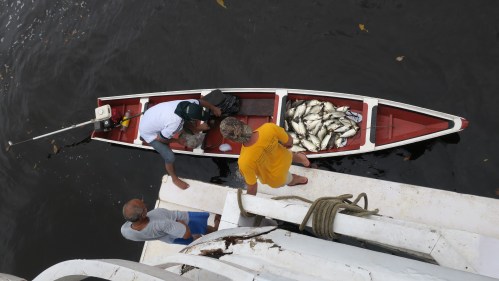 Munduruku Fisherman