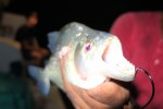 Piranha Teeth