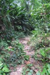 Into the Amazon